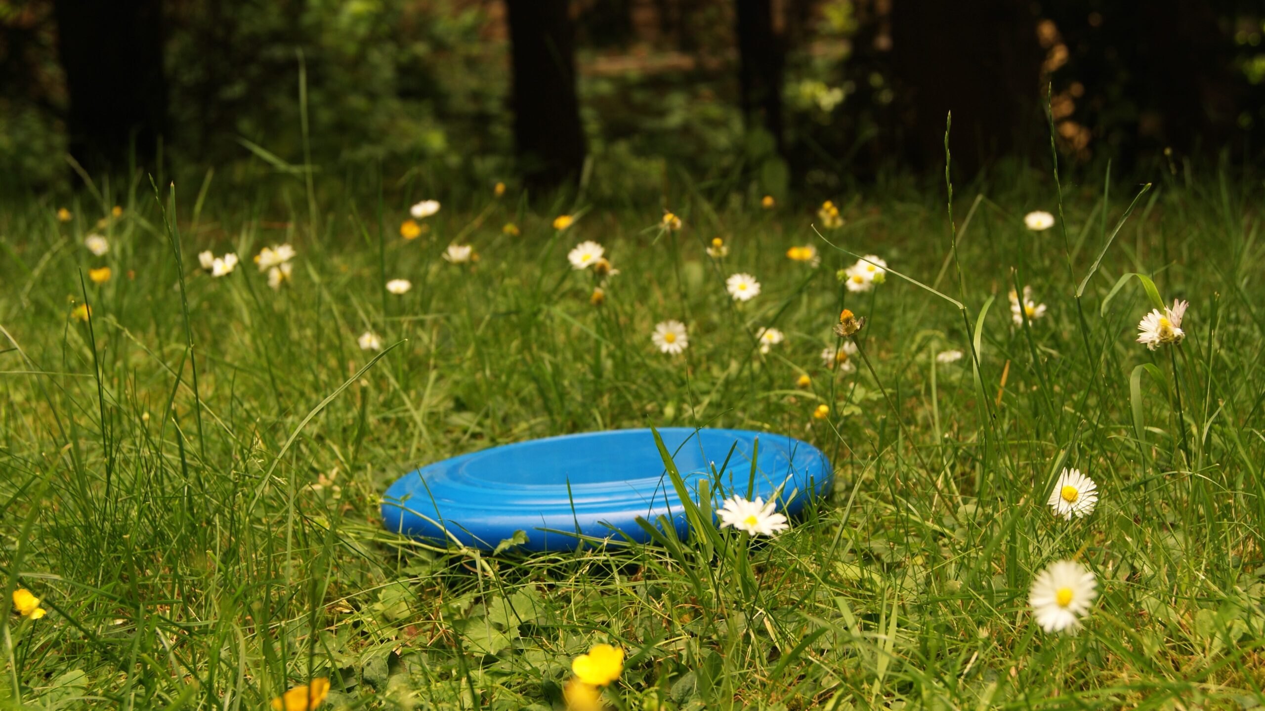 Die zehn besten Sommerspiele für den Park